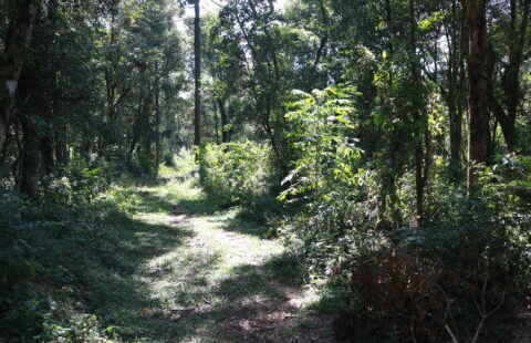VENDE TERRENO DE ERVA-MATE EM VITORINÓPOLIS